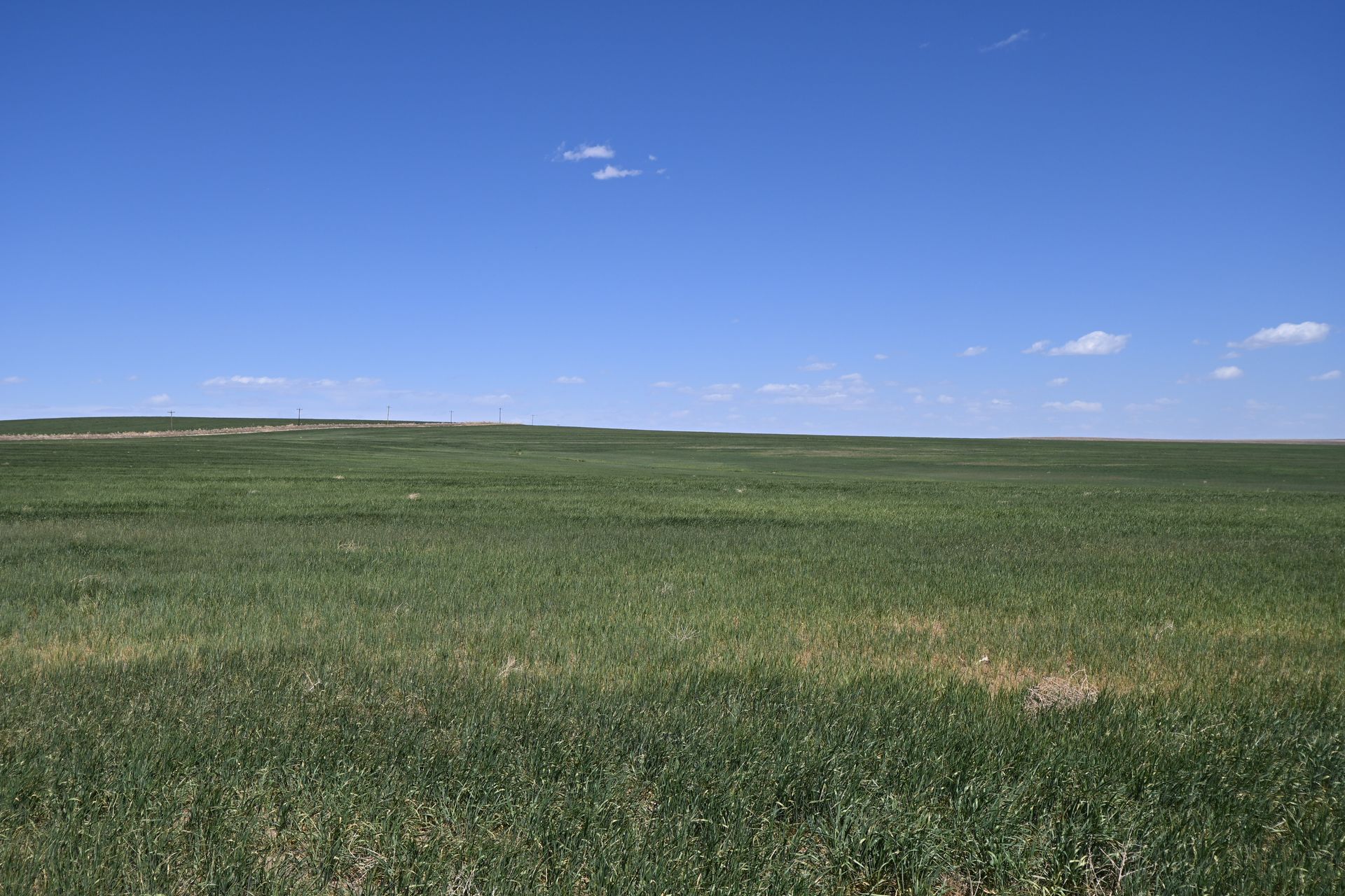 Wide green grassland under a clear blue sky with a few small clouds