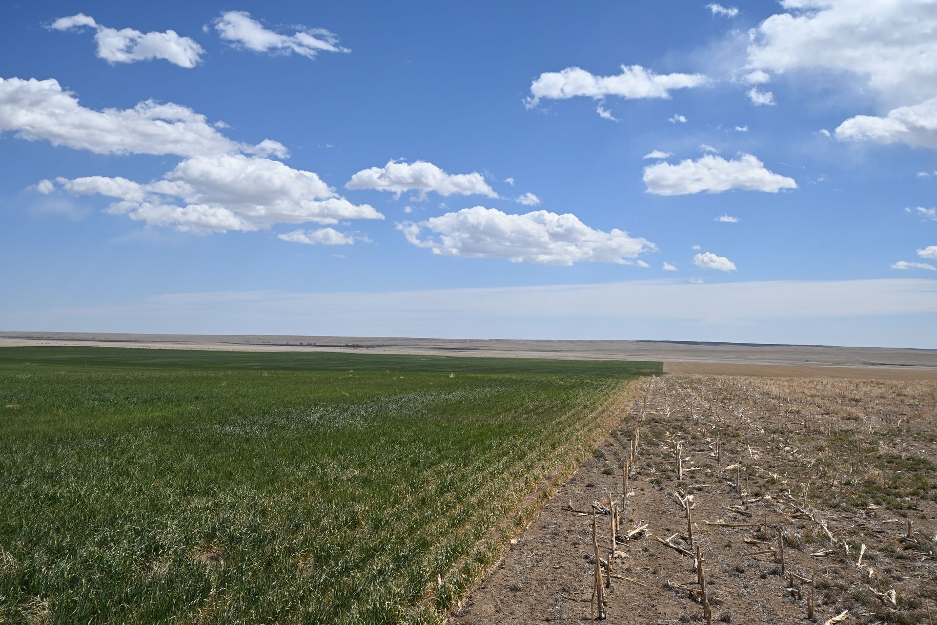 Green crop field beside a dry, plowed field under a blue sky with clouds
