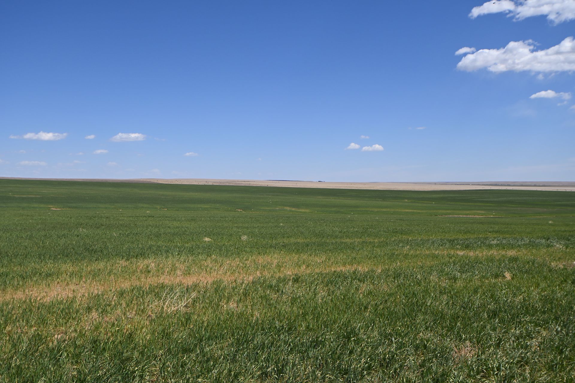 Wide green grassland under a bright blue sky with a few small clouds