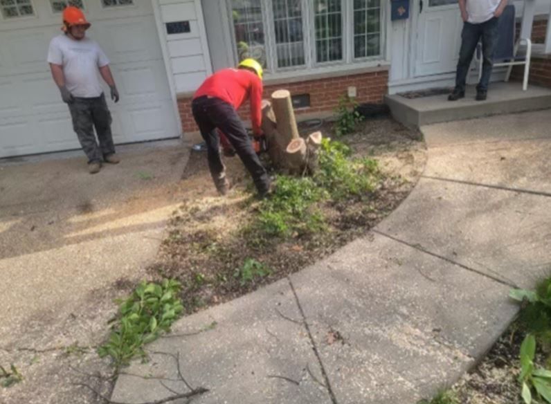 A worker in a red shirt uses a chainsaw on a tree stump in a yard as another worker stands nearby.