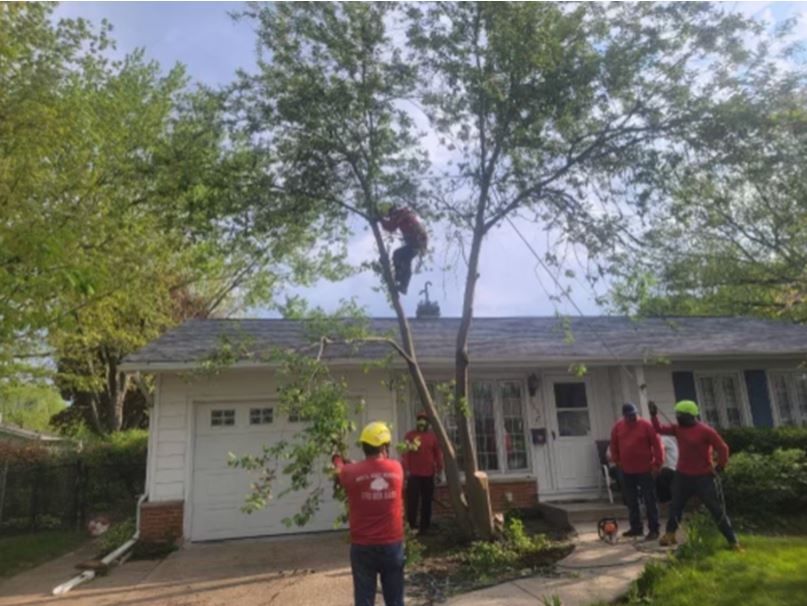 A person climbs a tree to prune branches in front of a house, while three others in red shirts watch from the ground.