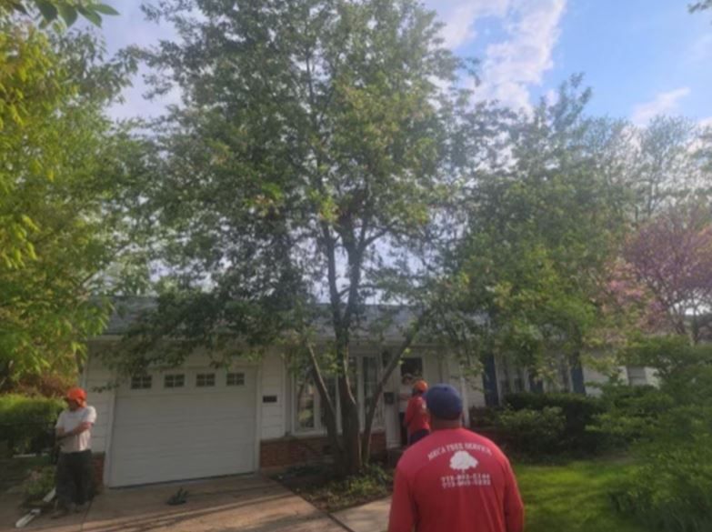 Workers in uniform prepare to trim a large tree in the front yard of a single-story house.