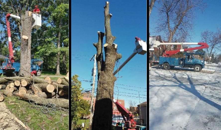 Three photos show tree removal in progress with a crane and bucket truck, including cut logs on the ground and snow.