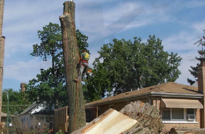 A worker in safety gear climbs a tall, pruned tree trunk near a residential house during a tree removal.