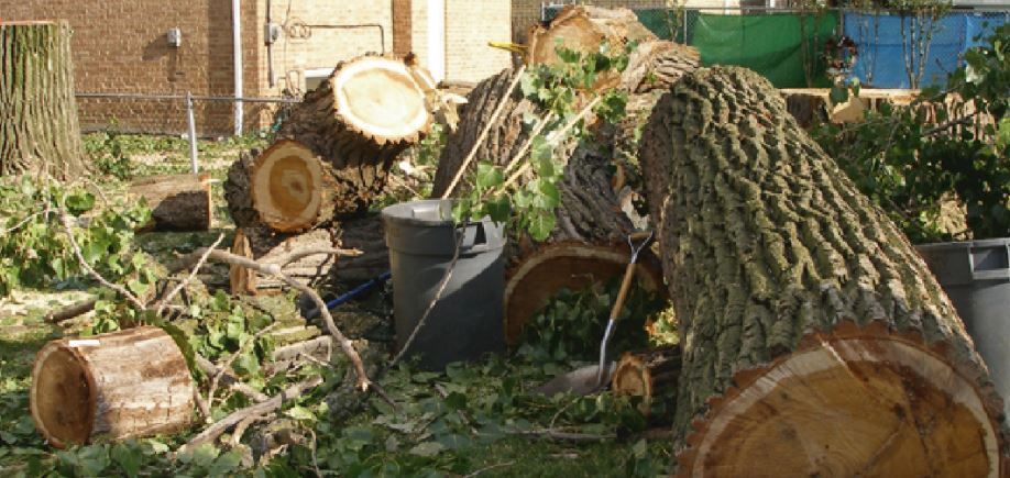 Several thick, freshly cut tree logs and branches scattered across a grassy area next to a brick building.