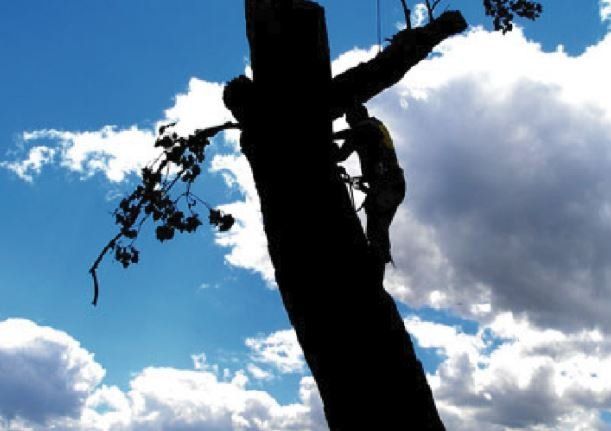 A silhouette of a worker suspended by ropes and harnesses, trimming branches high up on a large tree against a blue sky.