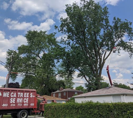 A red service truck parked by large green trees, with a worker in a bucket lift trimming branches near a house roof.