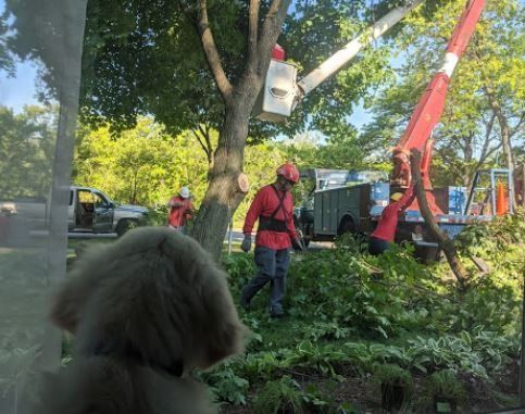 A furry dog watches from a window as two workers in red shirts and hard hats trim a tree with a bucket truck in a yard.