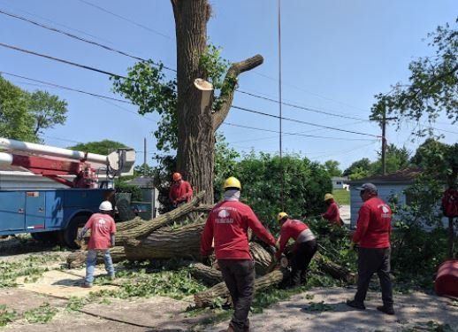 Workers in red uniforms trim a large tree near a bucket truck on a sunny day.
