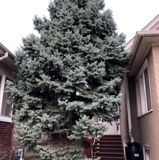 A large, silvery-blue spruce tree stands in a narrow residential side yard between two house walls.