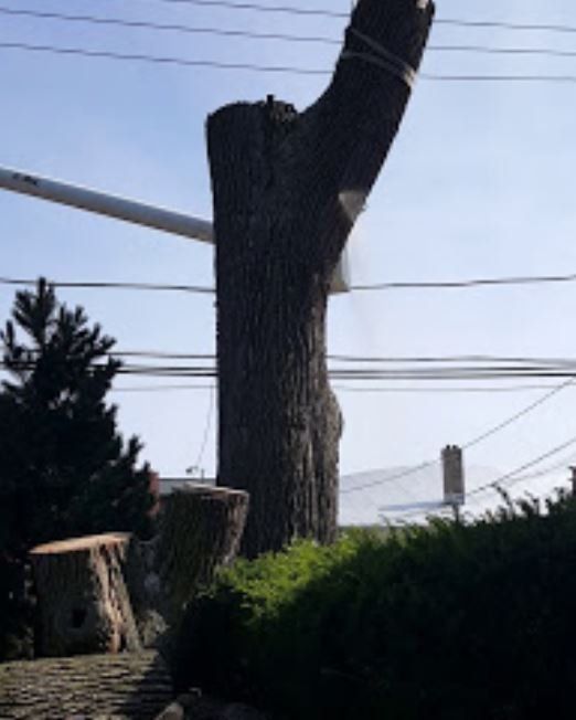 A tree stump with a thick branch being removed by a utility truck boom near overhead power lines.