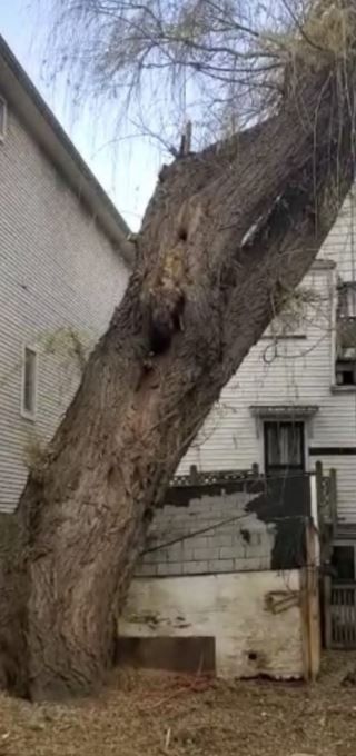A large, leaning tree trunk stands next to a white house with a dark, damaged structure at its base.