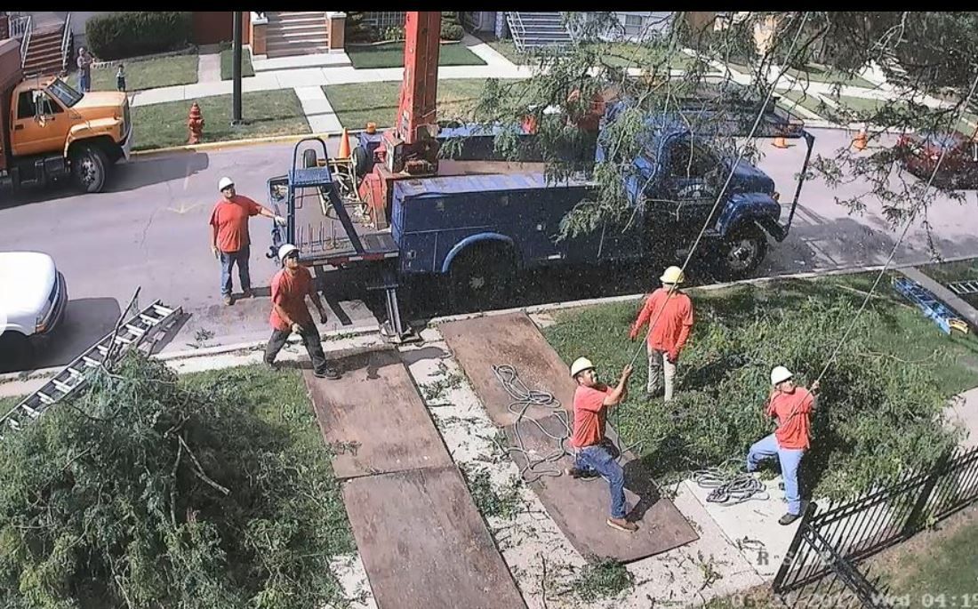 A crew in orange safety gear works on tree trimming near a blue utility truck parked on a residential street.