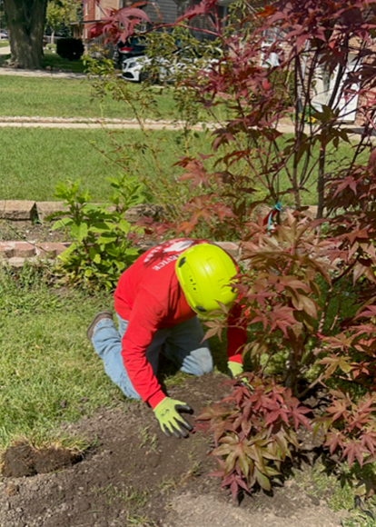 A person wearing a bright yellow helmet, red long-sleeve shirt, and green gloves kneeling to garden near a maple tree.