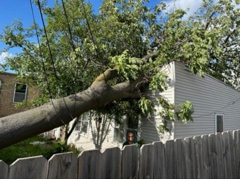 A large tree has fallen onto the roof of a light-colored house, visible behind a wooden fence.