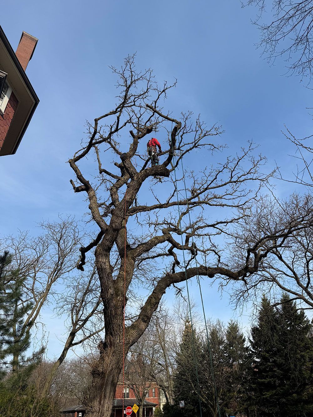 An arborist in a red jacket works high in a large, leafless deciduous tree against a clear blue sky.