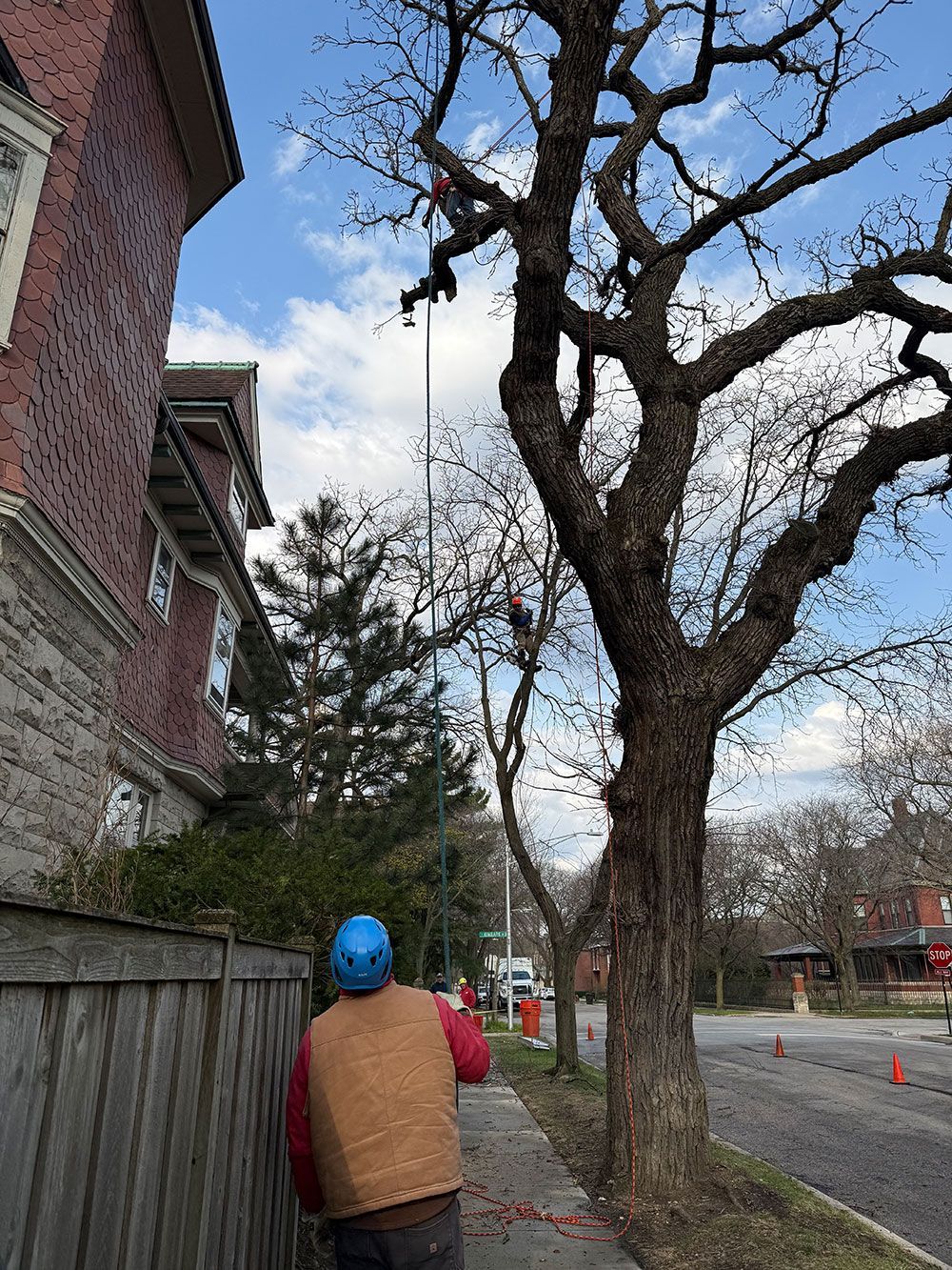 A person wearing a blue helmet and tan vest looks up at an arborist working in a large tree near a brick building.