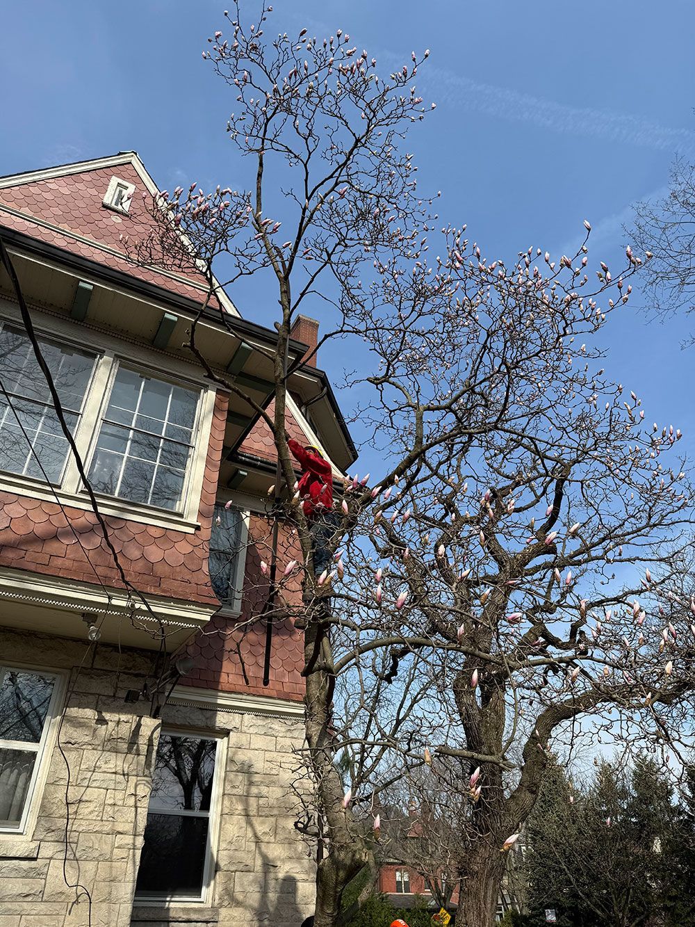 A person in a red jacket climbs a flowering magnolia tree situated next to a stone and brick house.