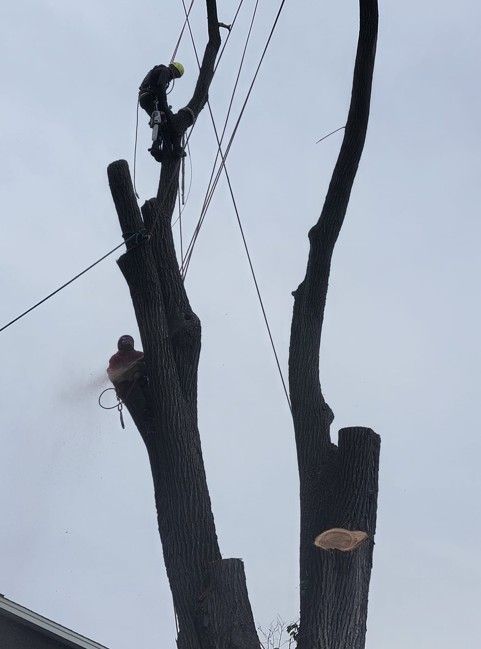 Two workers trimming a tall tree beside power lines on a cloudy day
