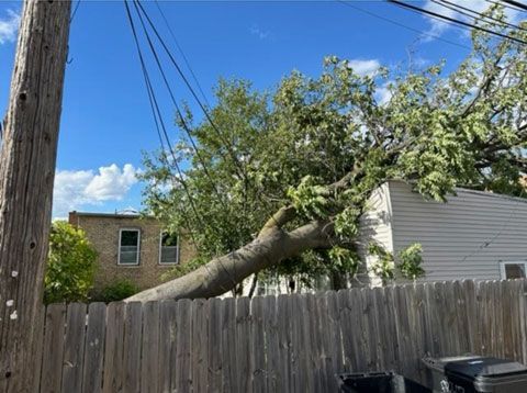 A large tree has fallen across a wooden fence, leaning against the side of a house beneath power lines.