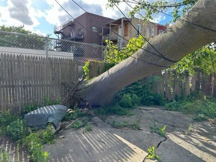 A large tree has fallen across a wooden fence, resting on power lines in a residential yard.