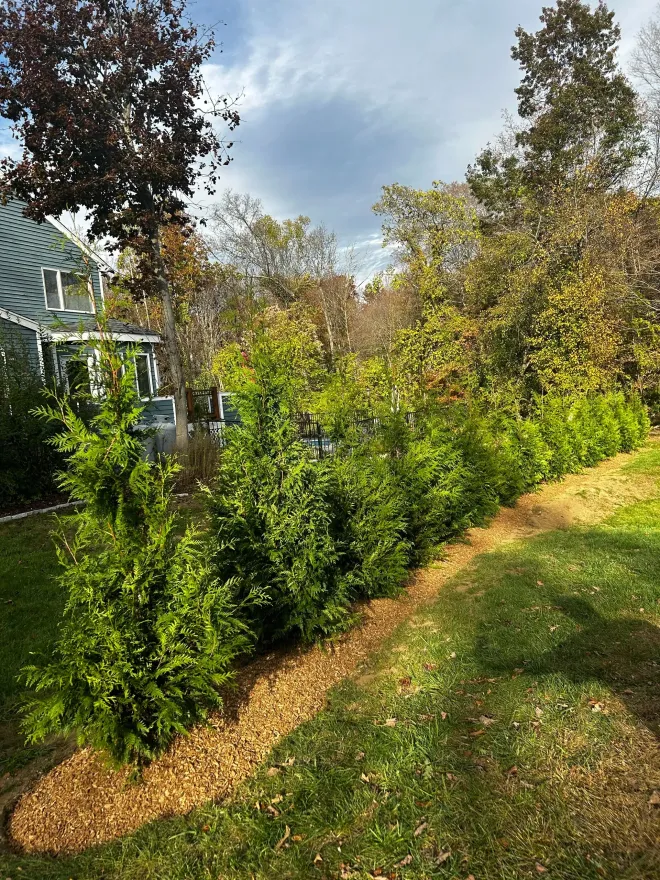 Row of green shrubs with wood chips, near a house and trees, on a sunny day.