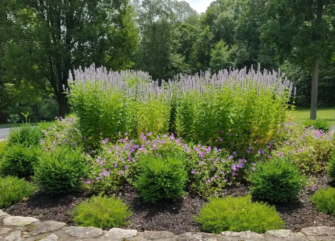 Round flower bed with green bushes and tall purple flower spikes, in a park setting.
