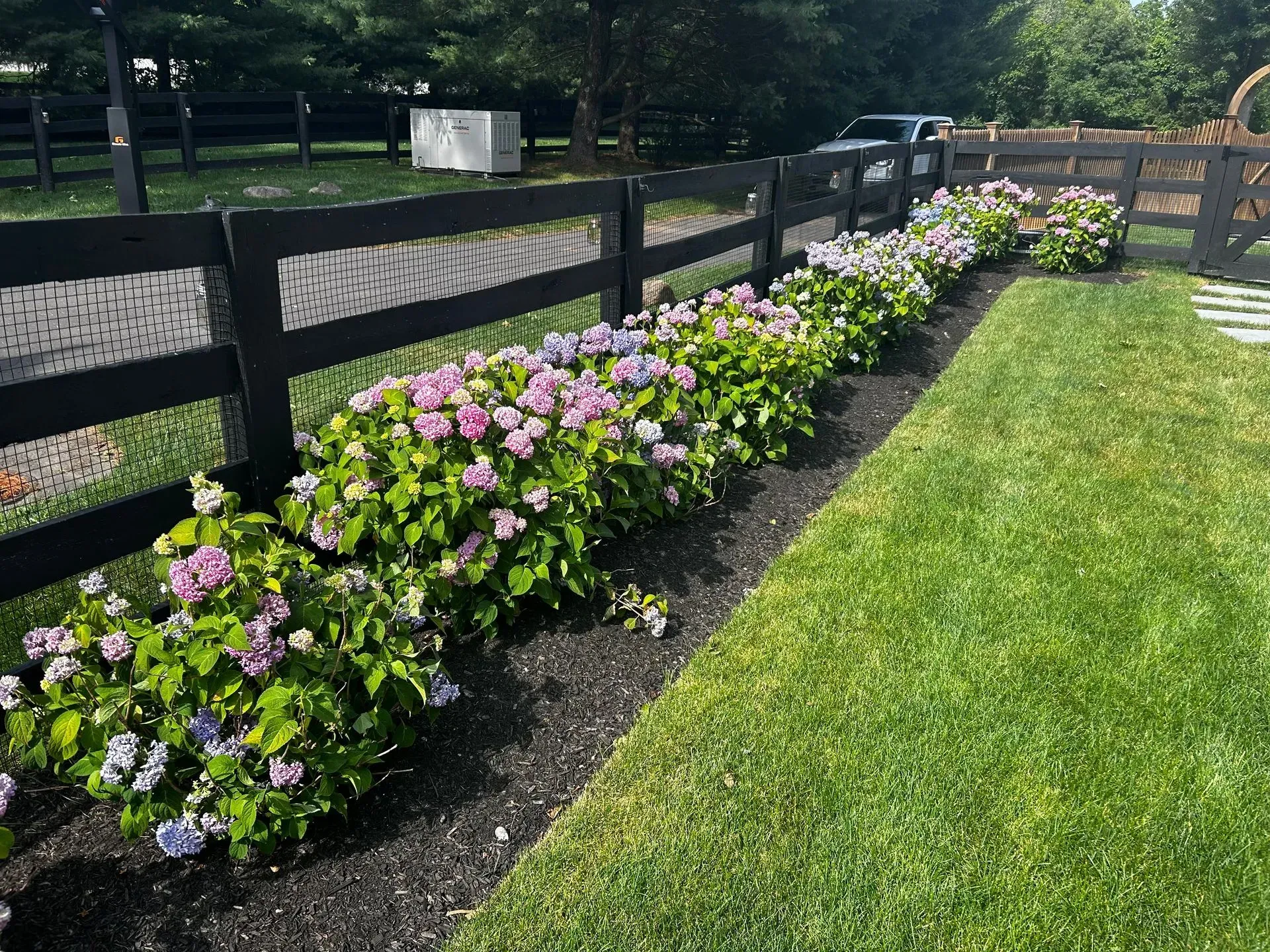 Row of blooming hydrangeas in front of a black fence, along green grass.