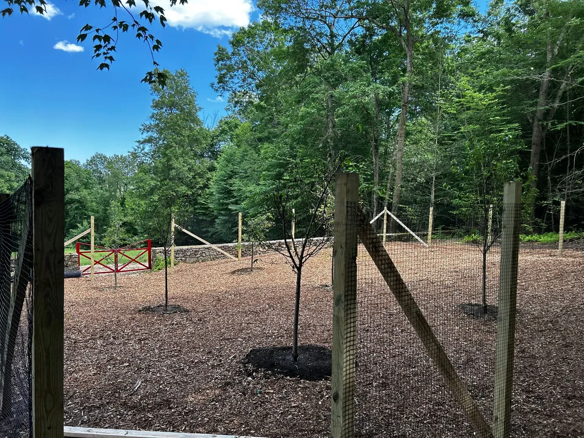 A fenced-in garden with young trees surrounded by wood chips, under a bright blue sky.