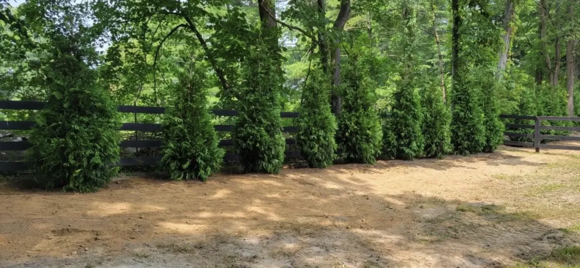 A row of evergreen trees lines a brown yard, backed by trees and a wooden fence.