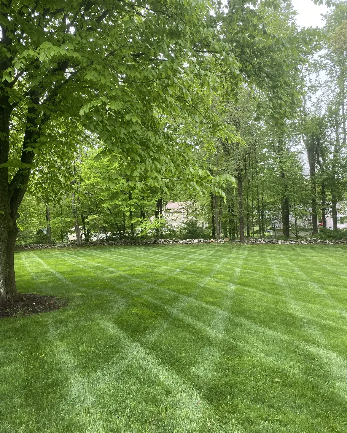 Lawn with green striped grass, trees, and sky.