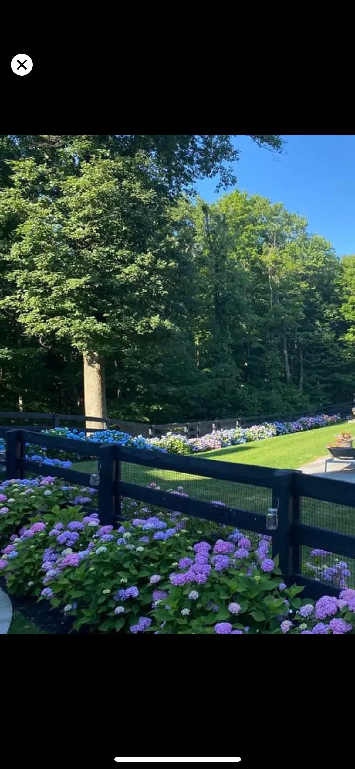 A lush green forest landscape featuring a black wooden fence lined with blooming purple and blue hydrangea bushes.