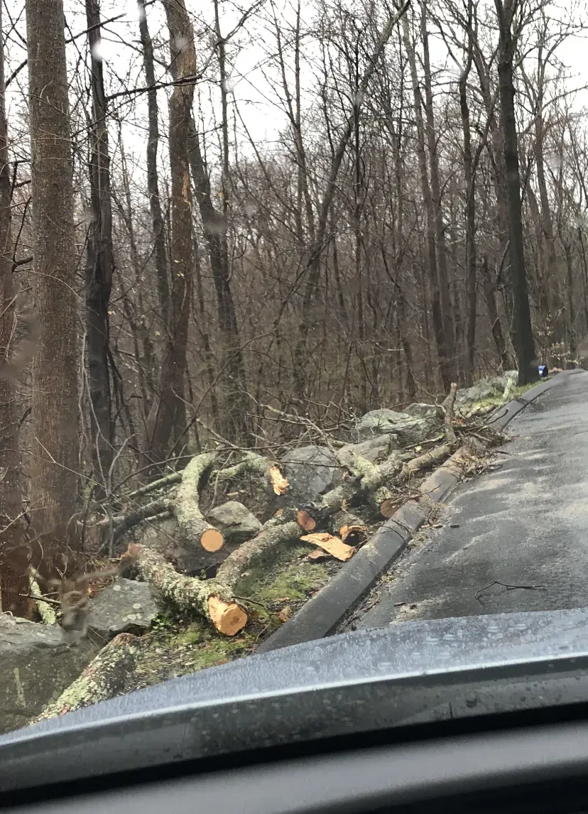 Cut tree branches lie on a rock wall beside a road in a forest.