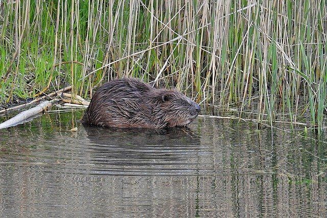 Beaver Trapping | Beaver Removal | Rockford, IL