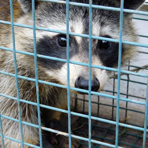 Trapped raccoon