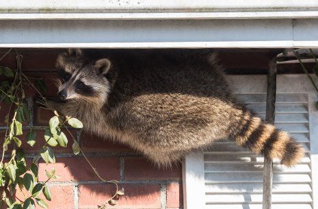 Racoon