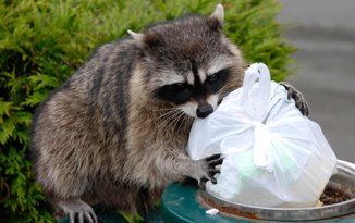 Racoon holding a garbage