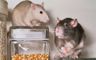 Two rats on top of food containers