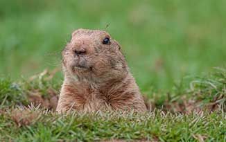 Mole on yard