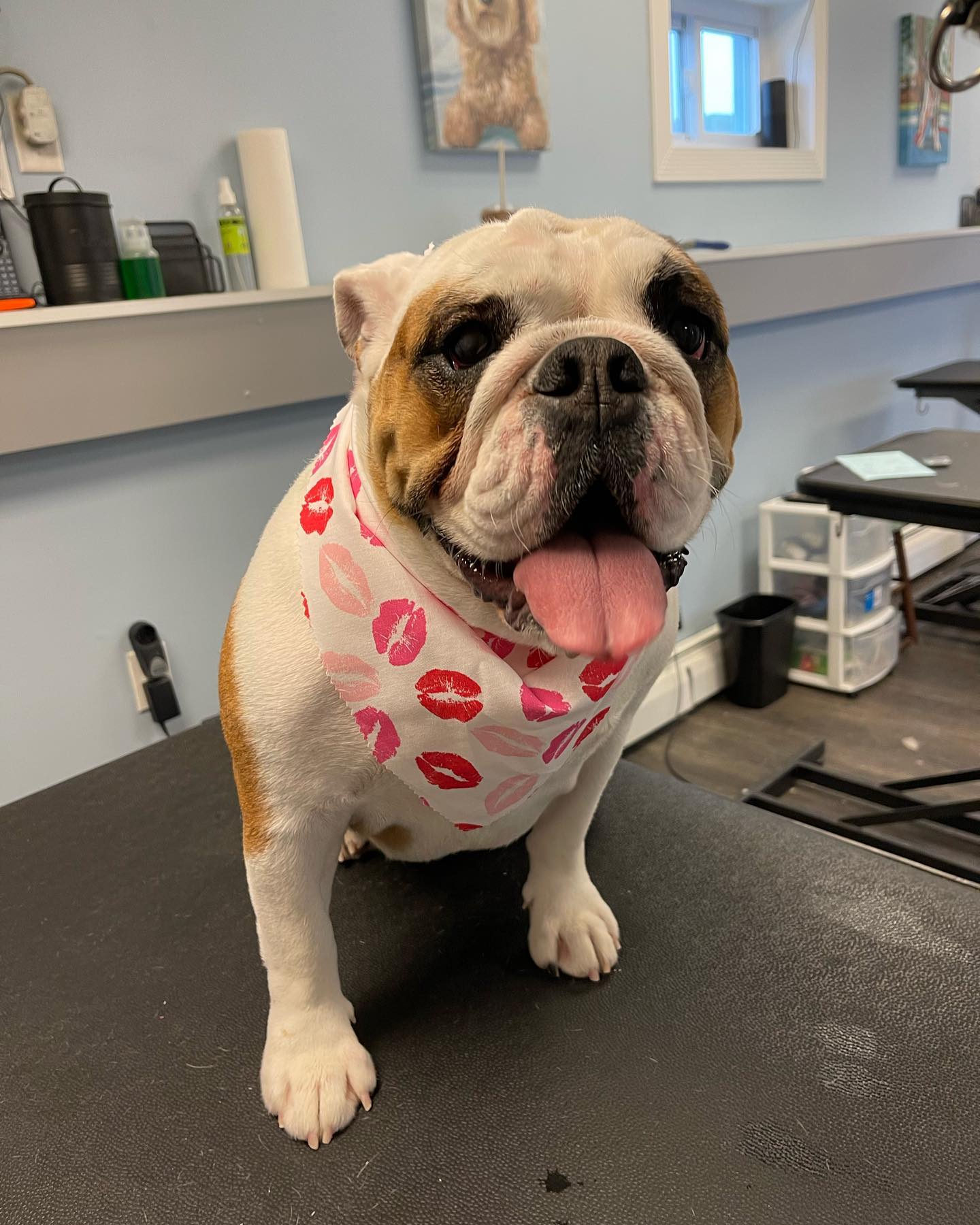 dog clinic