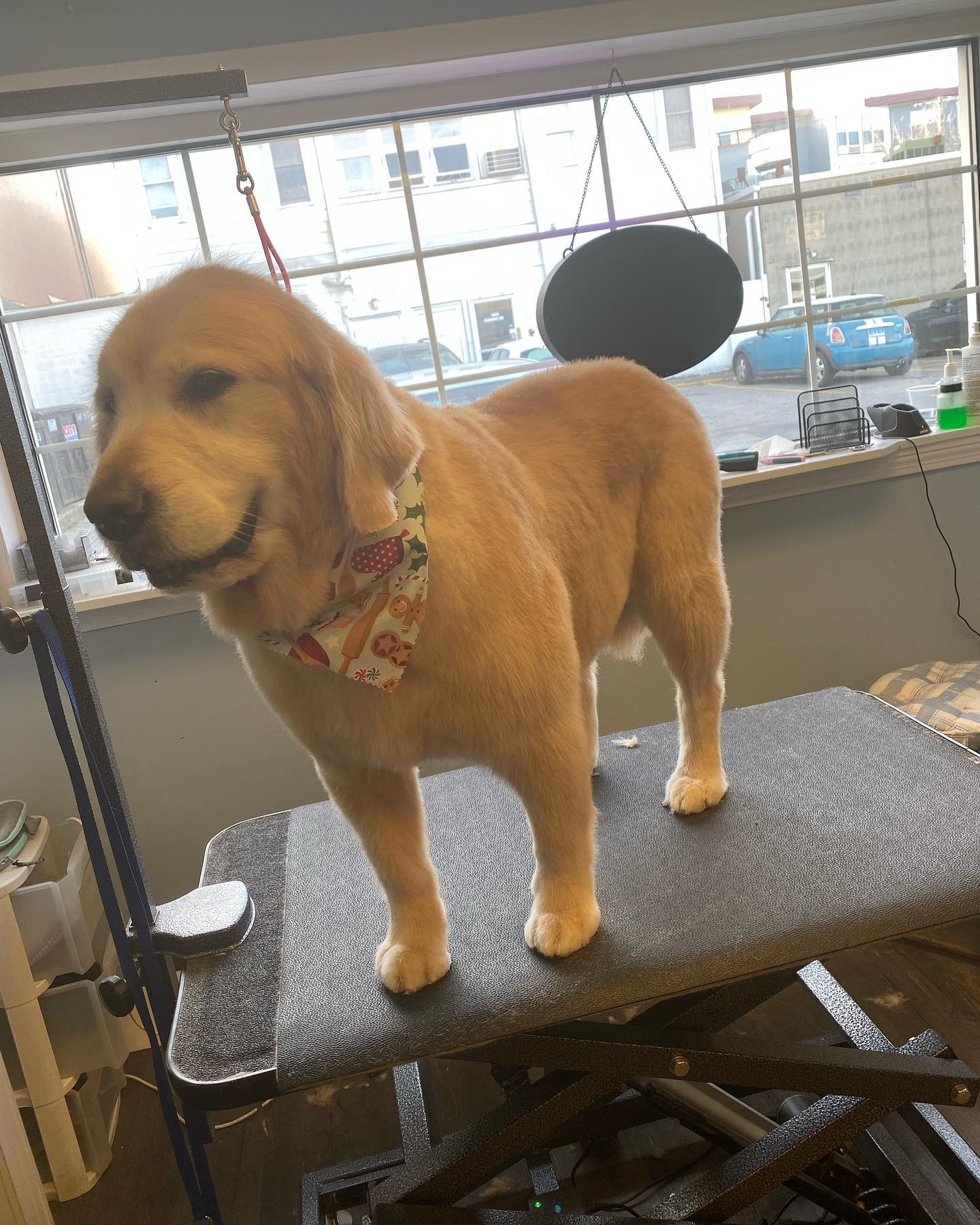 dog standing