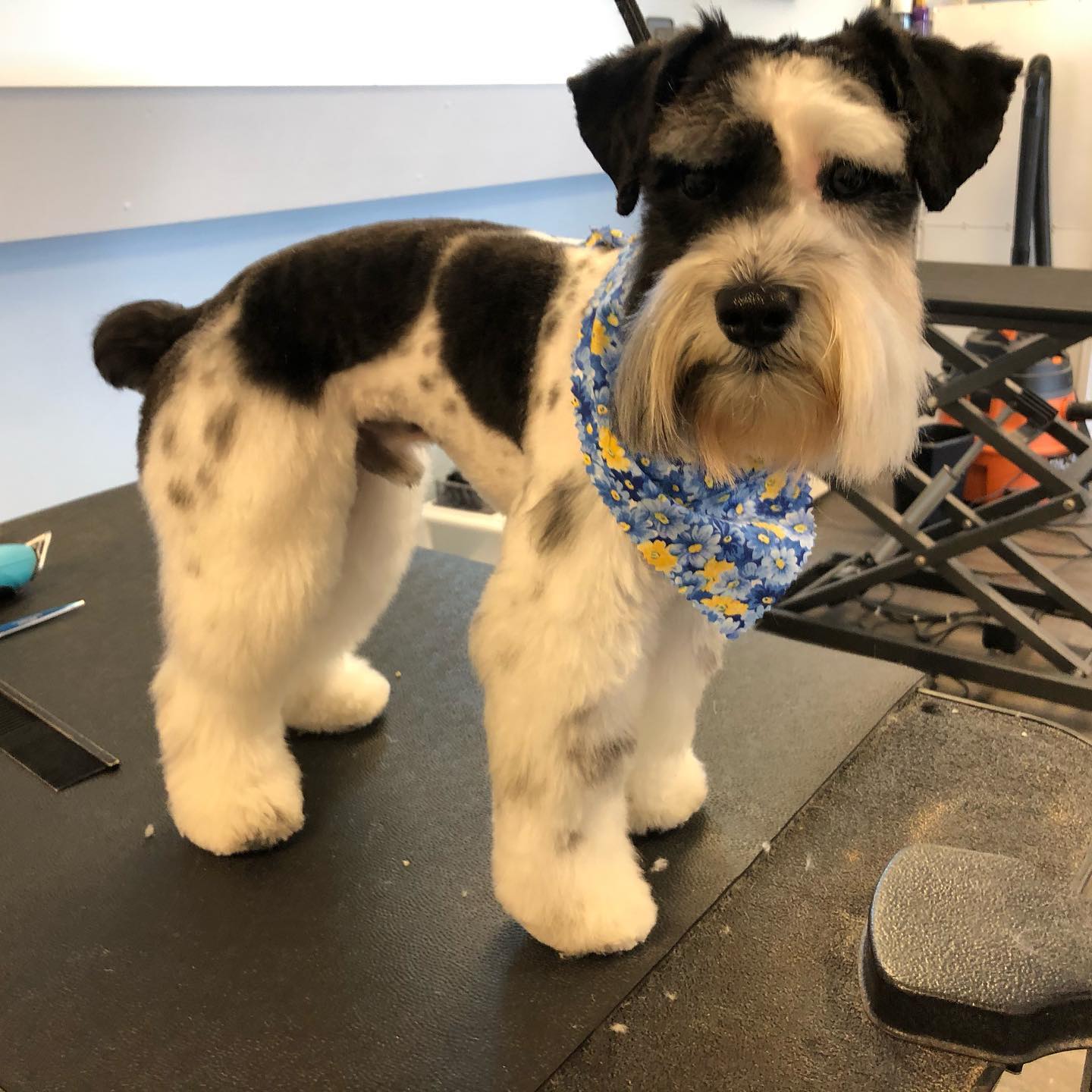 dog hair cut