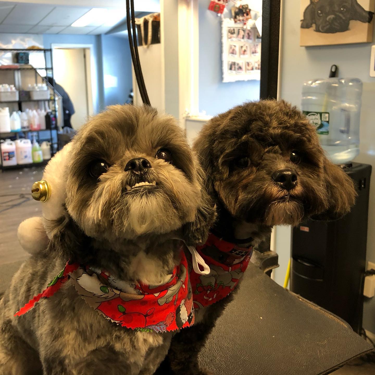 two dogs