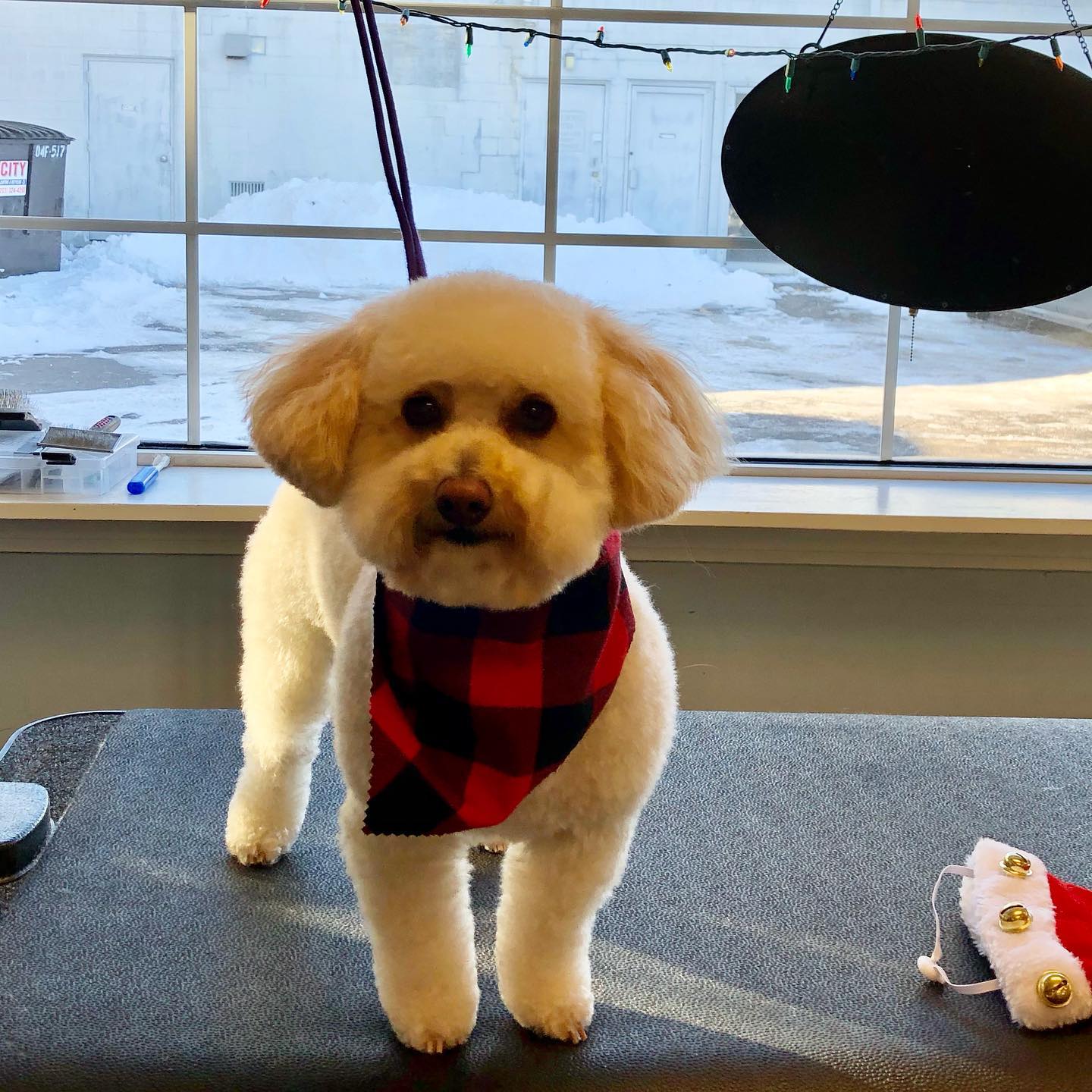 dog hair cut