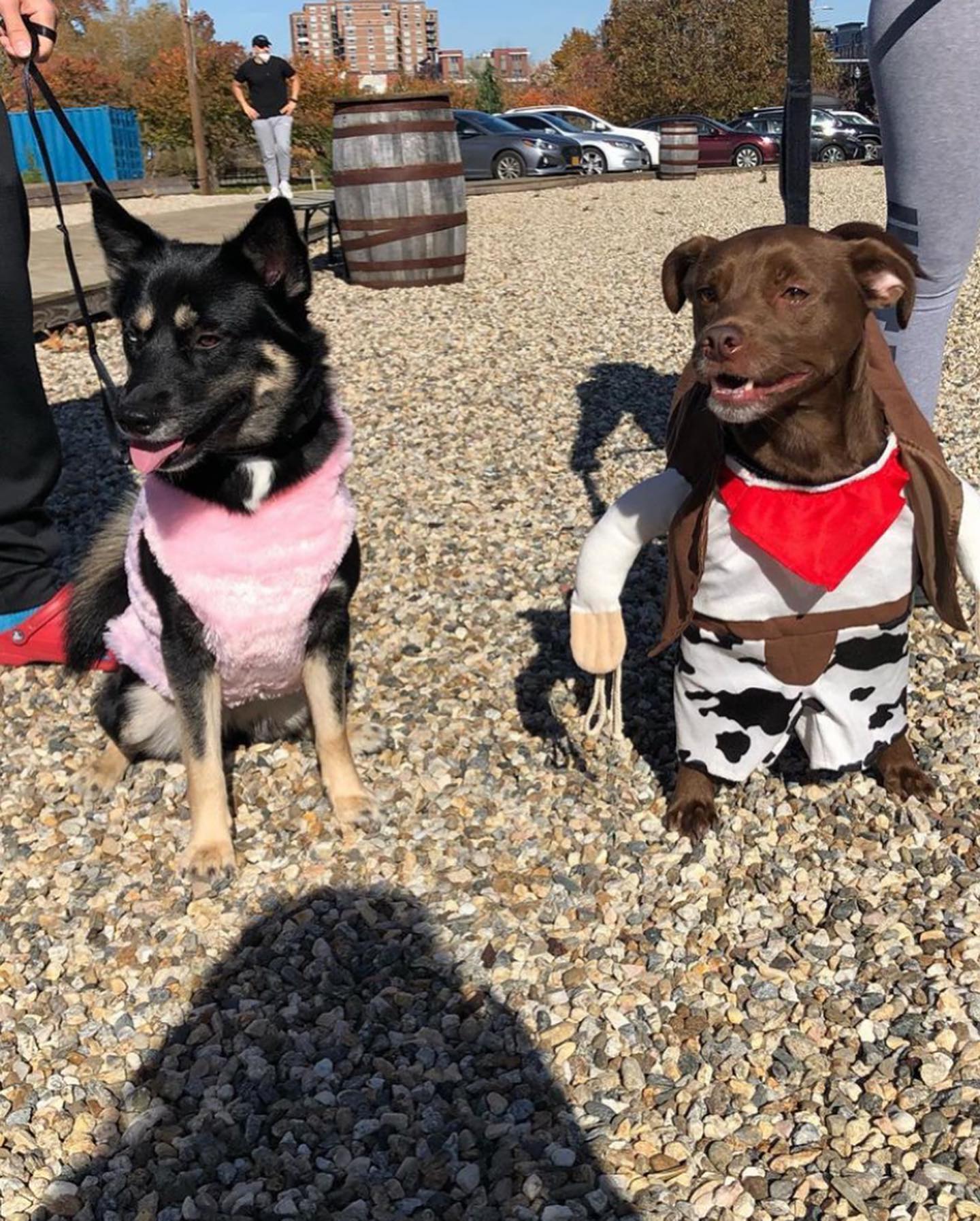 dog dress