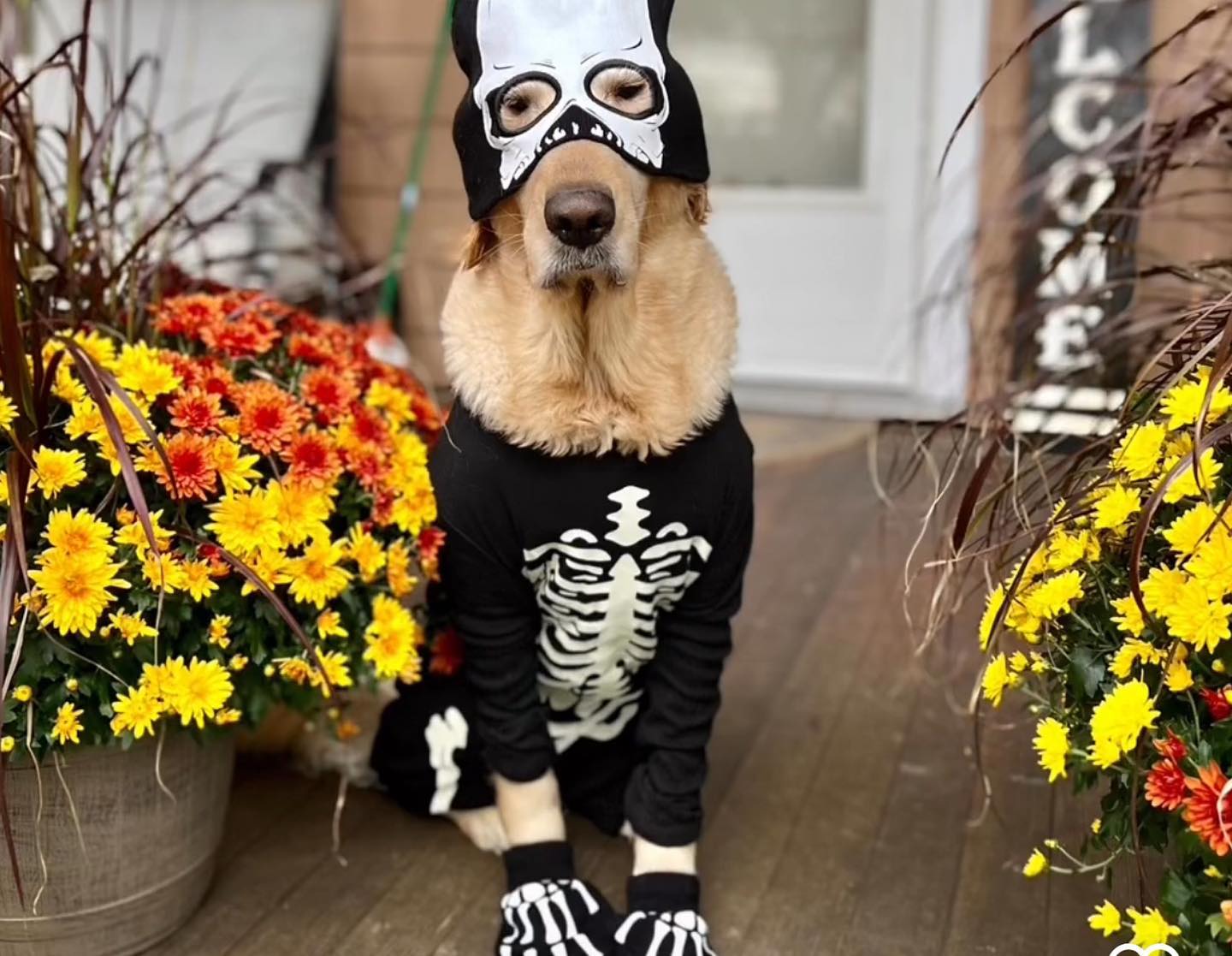 dog dress