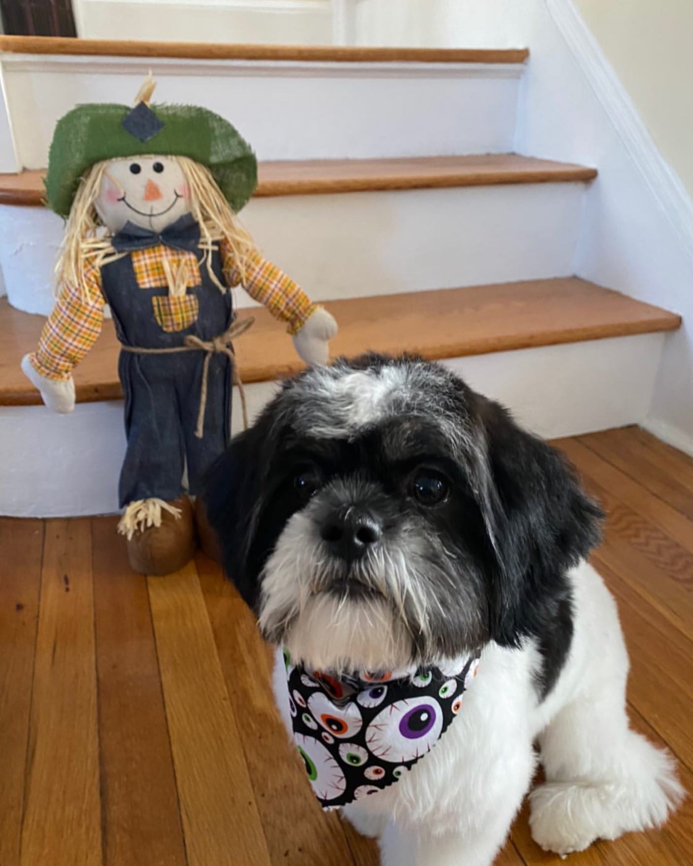 dog standing