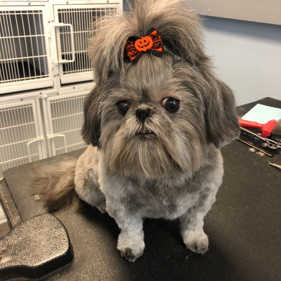 dog hair style
