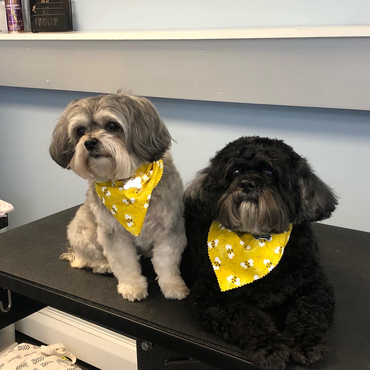 two dogs