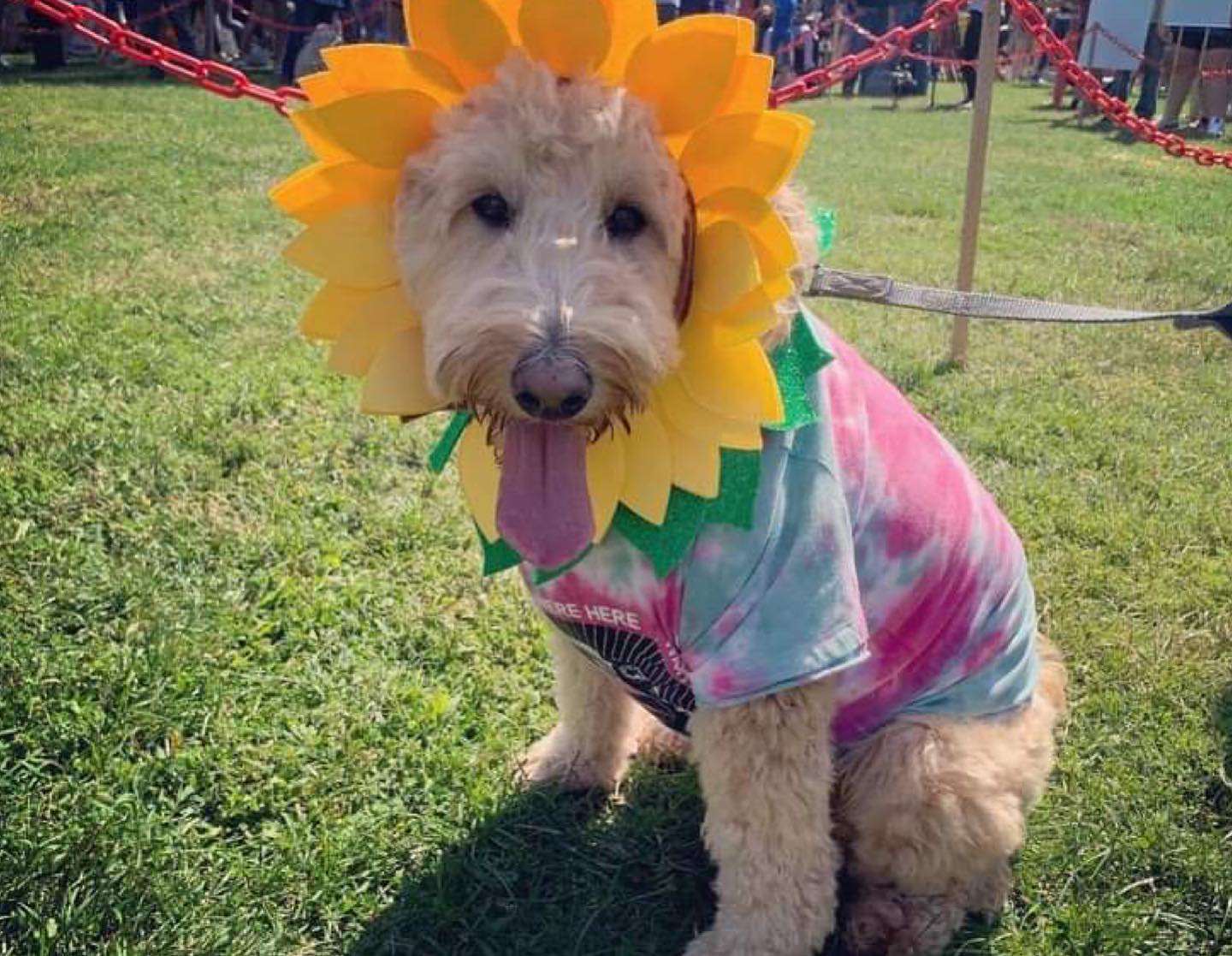 dog fancy dress